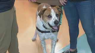 Local animal shelters are in a state of emergency