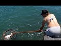 PESCA DE GRAN DORADA XL (HUELVA)capturas y sueltas abajo del agua