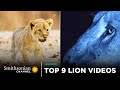 Lion Behavior and Hunting Strategies