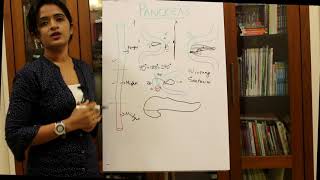 DEVELOPMENT OF THE PANCREAS-HUMAN EMBRYOLOGY- DR ROSE JOSE MD DNB MNAMS