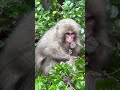 Japanese Monkey Snacking On Island Nuts!