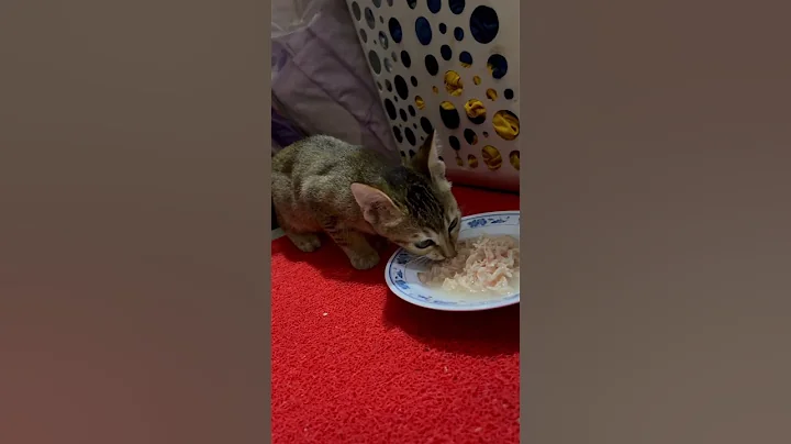 Video 11889671: kittens litter, kittens domestic, kitten adoption, kitten home, haired kitten