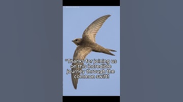 The common swift holds a number of unique records in the bird world. #facts#animals#uniqueanimals