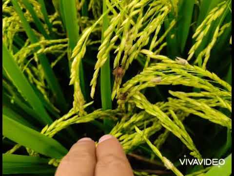 Video: ¿Qué es el carbón del grano de arroz? Consejos para prevenir el carbón del grano de arroz