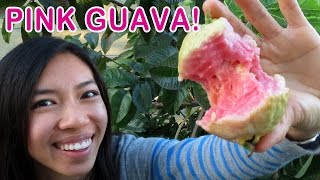 How To Grow Pink Guava