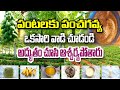 పంచగవ్యతో చీడపీడలు పరార్ | పంటకు బలం | Seetaram Prasad #panchagavya