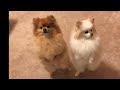 Pomeranian teddy  and mimi dancing   funny and cute dog happy dance