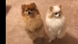 Pomeranian Teddy  and Mimi dancing  | funny and cute dog happy dance