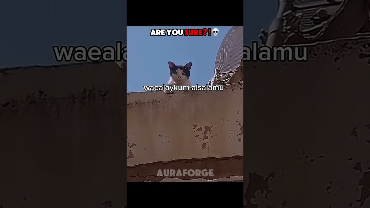 Talking Cat Cats Can T Speak English
