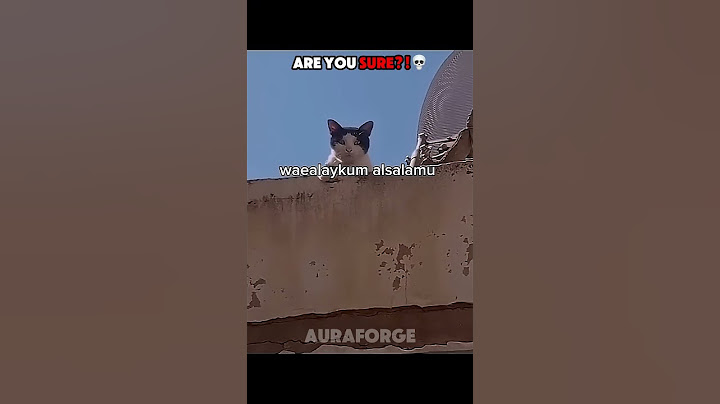Talking Cat 💀 | Cats Can't Speak English
