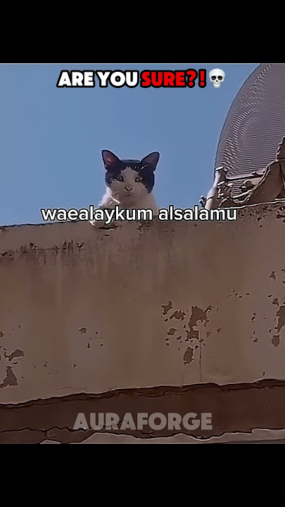 Talking Cat 💀 | Cats Can't Speak English
