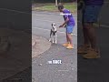 Rescue dog carried across finish line after refusing to complete 5k #shorts