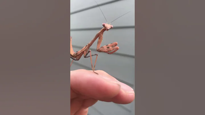 Tiny Terrors: Praying Mantises