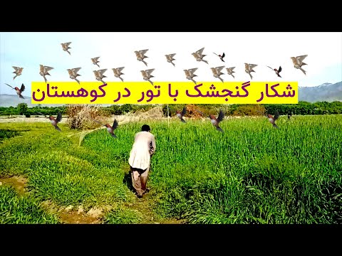 تصویری: گنجشک ها چگونه زندگی می کنند