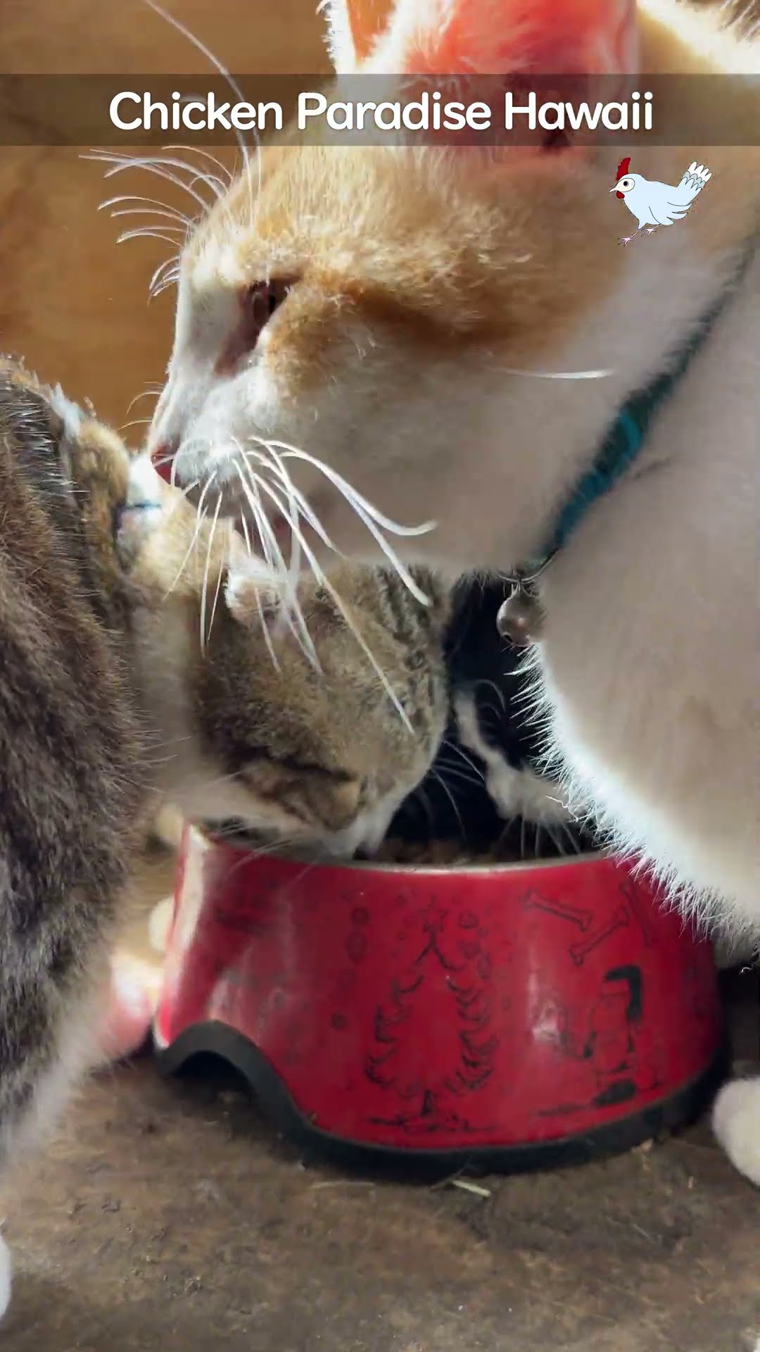 Cats at lunch