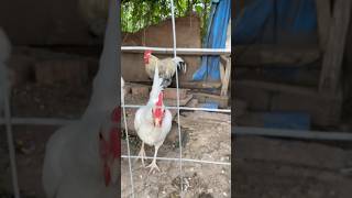 Тося знакомится с курами