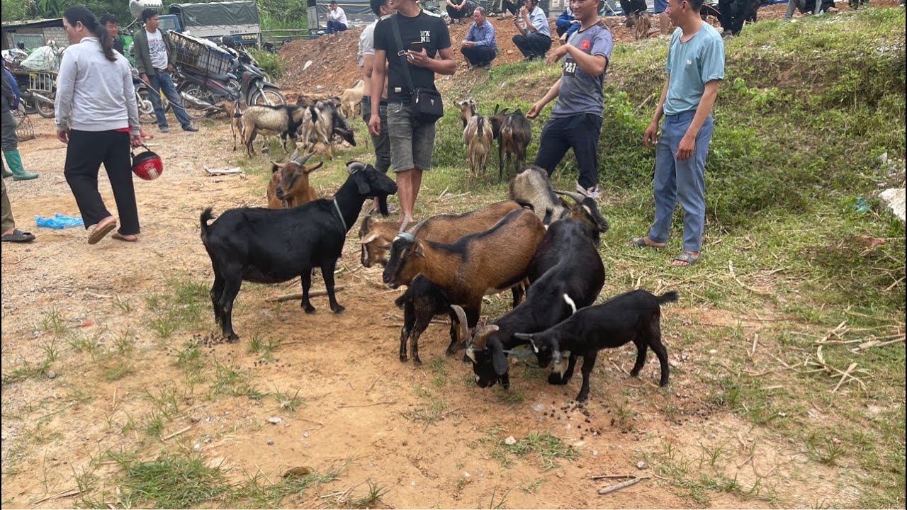 欢迎大家来看直播