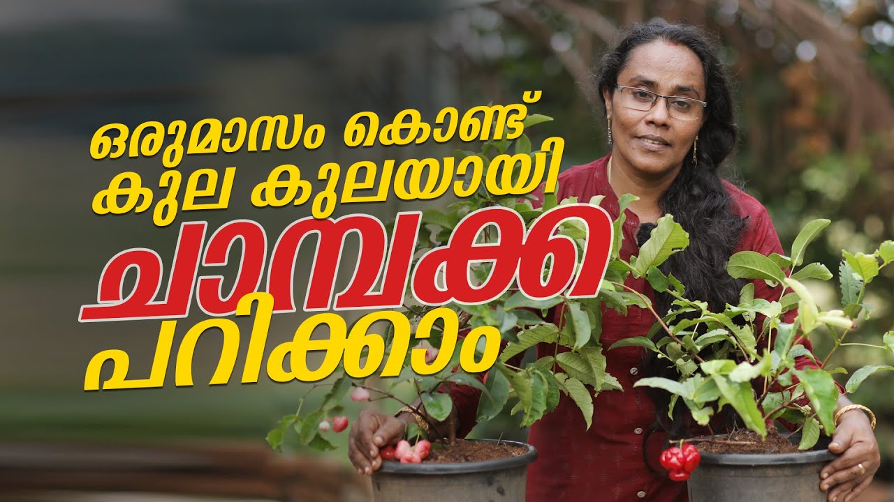 ഒരുമാസം കൊണ്ട് കുല കുലയായി ചാമ്പക്ക പറക്കാം | Rose Apple Or Water Apple | Krishi Tips | PRS Kitchen
