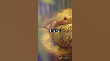 5 Dangerous Facts About King Snakes! #snake #kingsnake
