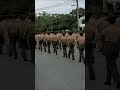Drill Instructor parade #usmc #bootcamp #marinecorps #marine #drillinstructor
