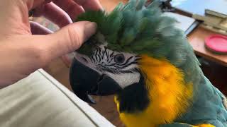 Preening your parrot