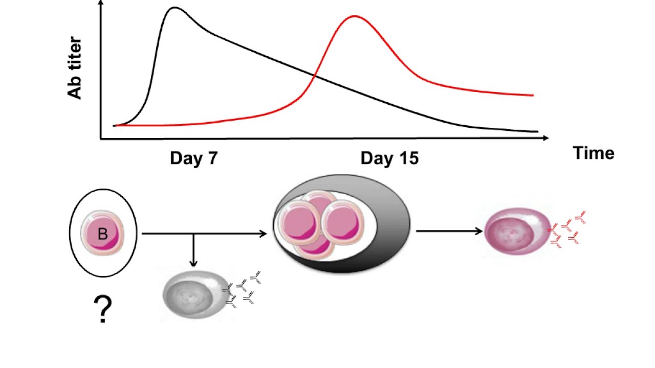 Quantitating Critical Subcellular Events in Significant Populations ...