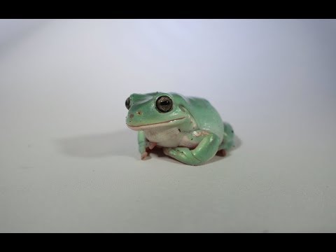 Video: Frog Care 101: Vad Du Behöver Veta Innan Du Får En Groda