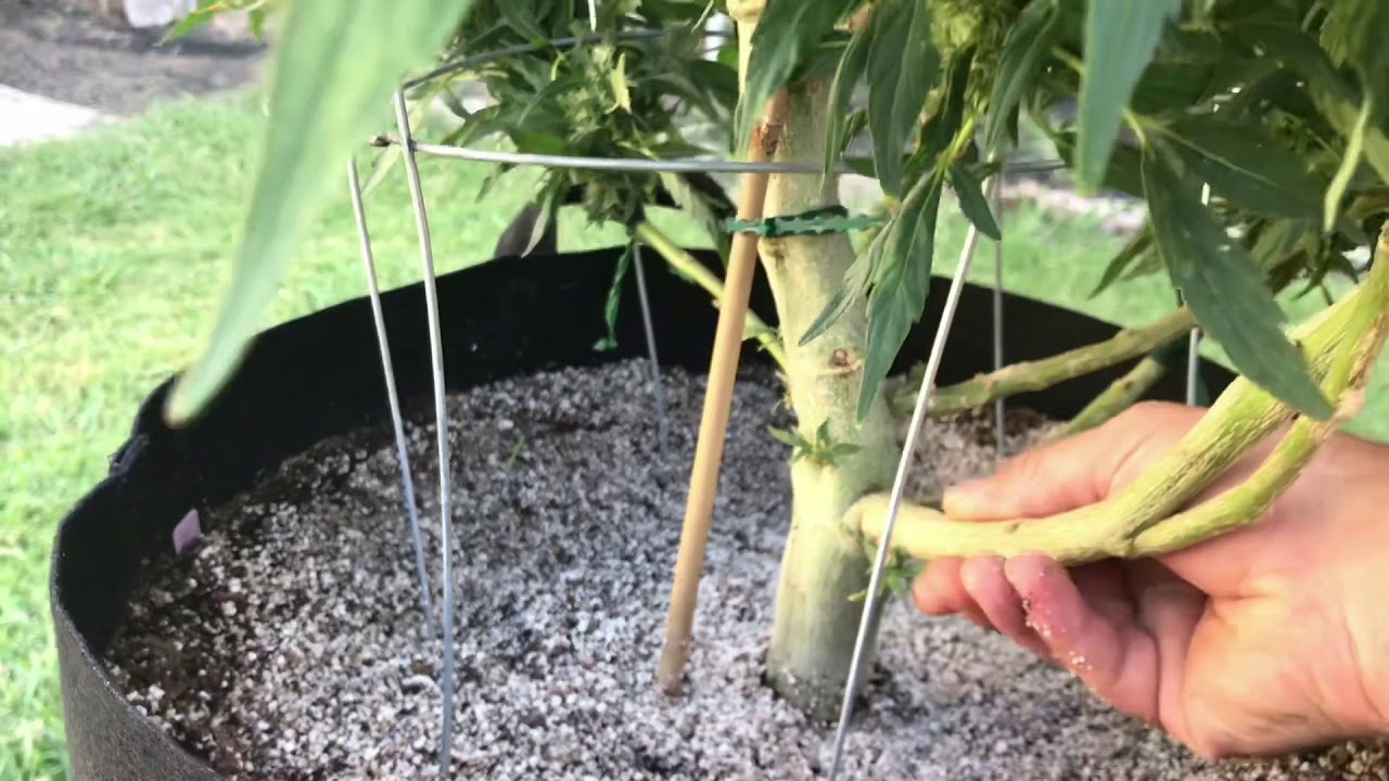 First time outdoor grow update #6. Starting to stack on buds! - YouTube