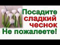 КАК ВЫРАСТИТЬ САЛАТНЫЙ ЧЕСНОК.