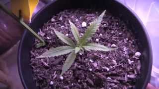 BML LED GROW LIGHTS - Video #5 - Day 9 Flower, More LED Temps and Some Clones