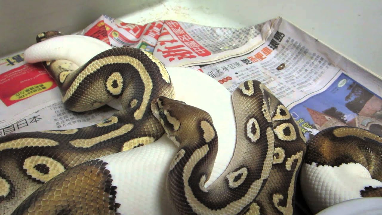 rat snakes in alabama Brian Gundy Shares Lock Up Between Gold Blush Pastave & Pied