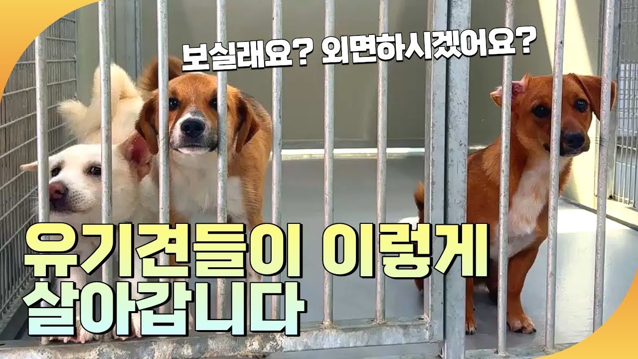 이 아이들의 집은 보호소뿐입니다 안락사 없는 유기견 보호소 유기견 보호소 빅독포레스트
