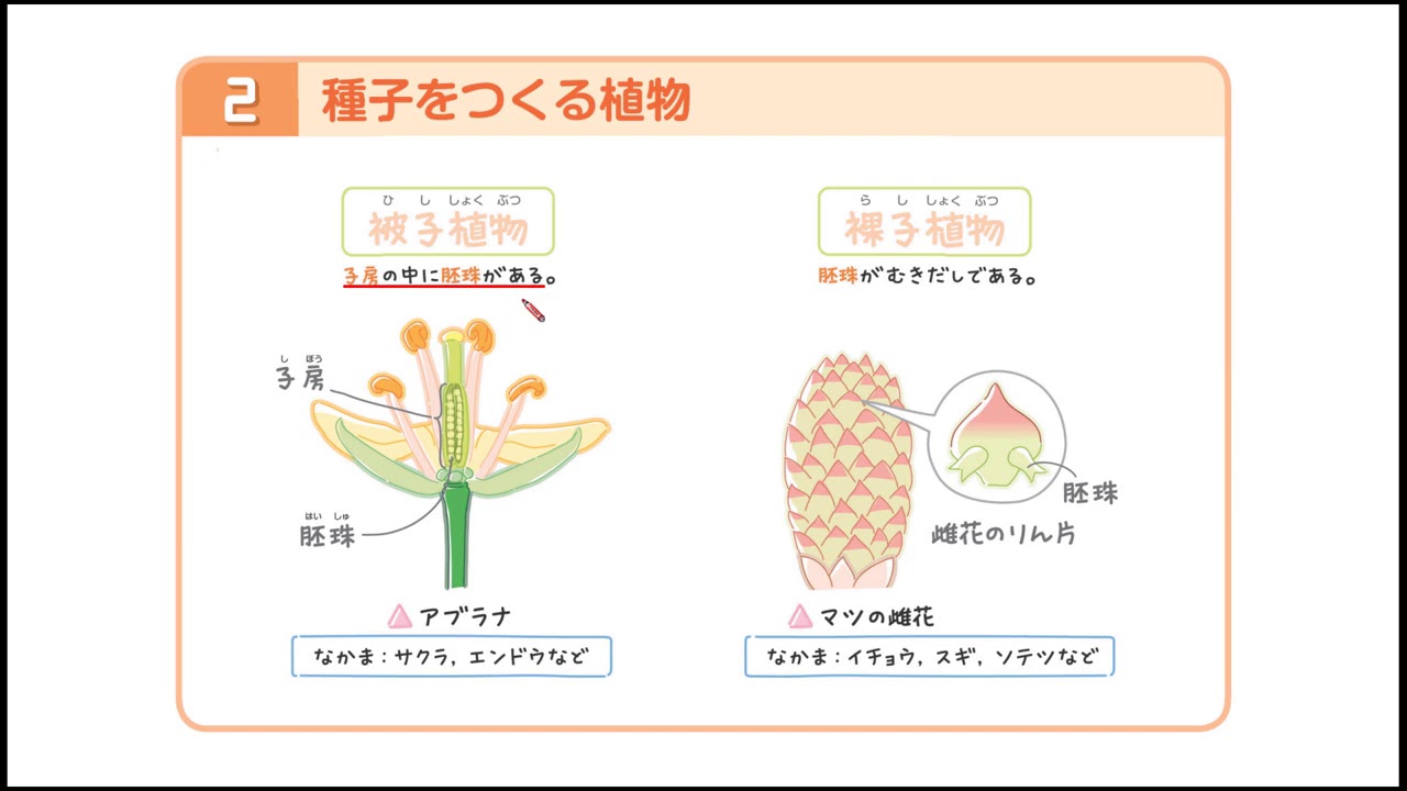 新興出版社 Ar版ホントにわかる中1理科４ 植物 Youtube