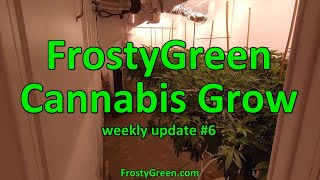 Cannabis Grow weekly #6 - Frosty Green