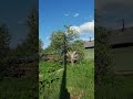 Мясо бегает в достатке)) #лесной #природа #wood