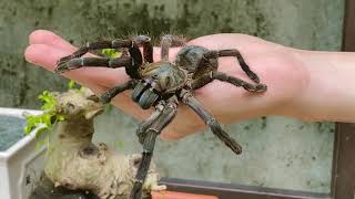 I love that my TARANTULA SPIDER trust me enough to not to hurt me