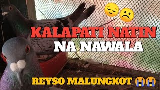 MISIS NI REYSO NAWAWALA ️ #Mendozaloft #DreamRace #Kalapatids #PigeonRace