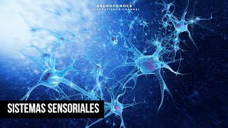 Discover Your Senses: Exploring Sensory Systems Discover Your Senses: Exploring Sensory Systems