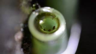 Kijanka Oophaga Pumilio ,,Popa