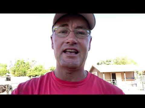 Training Tip: Neck Reining With a Snaffle Bit