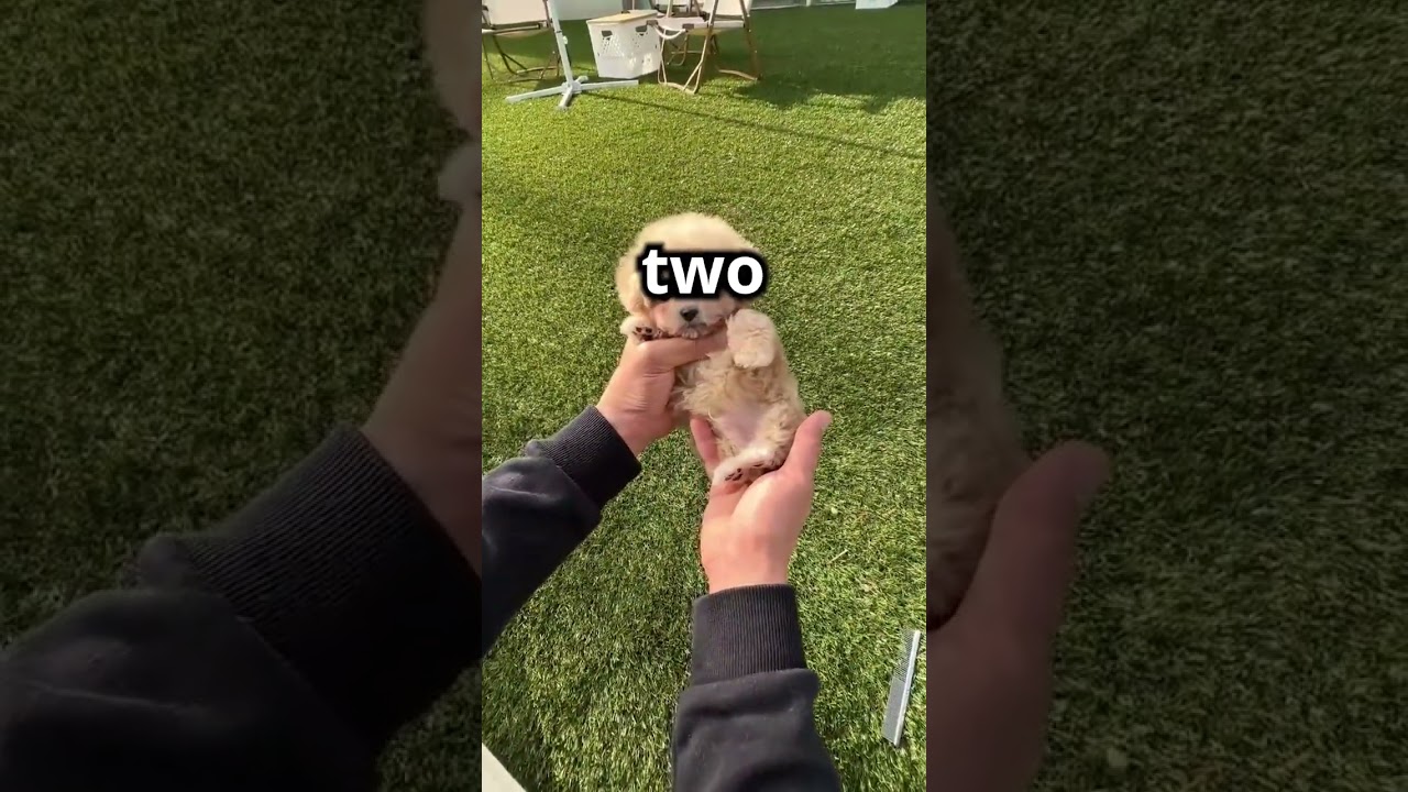 Look at this DOG'S Rollover (CUTE) 😌❤️