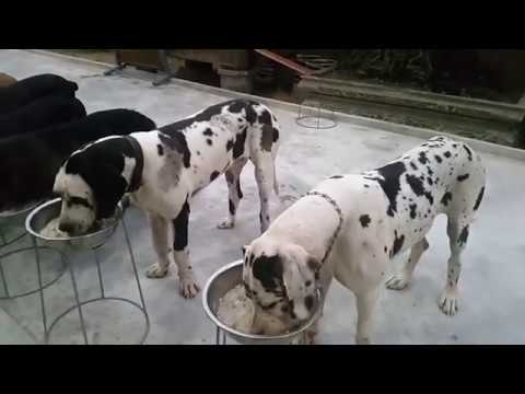 CẬN CẢNH BỮA ĂN CỦA ĐÀN CHÓ KHỦNG GREAT DANE