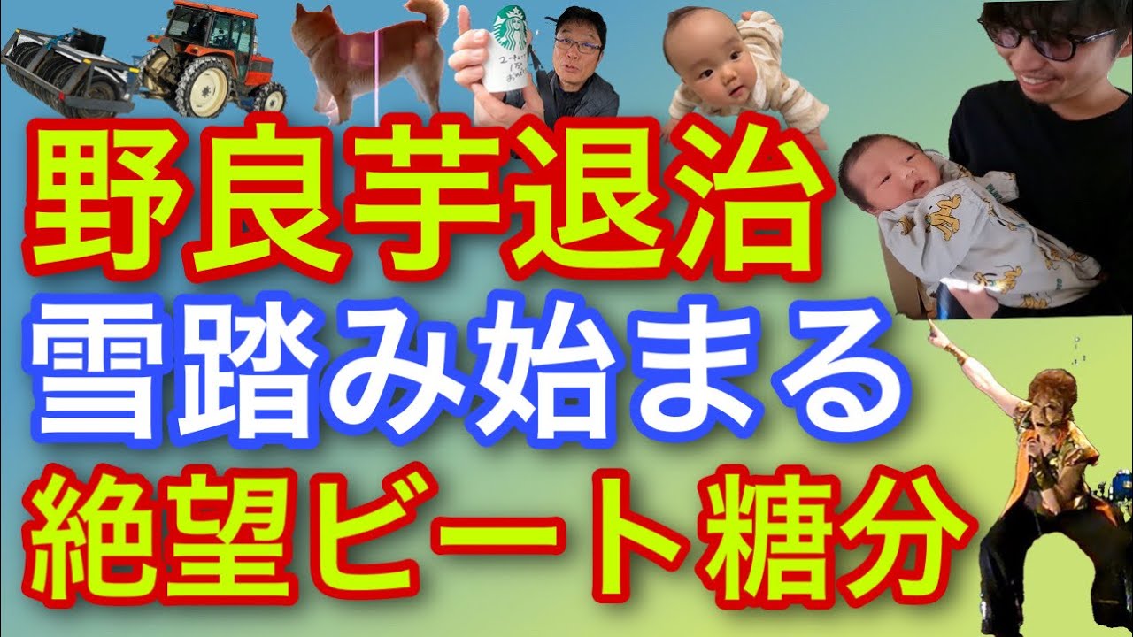 野良芋退治【雪踏み始まる】絶望ビート糖分