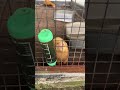Si tukang tidur sedang aktif #ferret