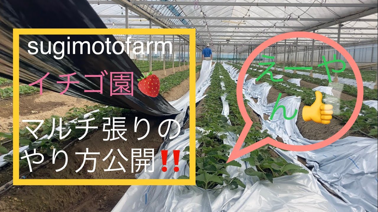 sugimotofarmイチゴ園のマルチ張りのやり方はコレだ👍‼️