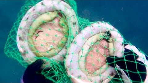 Bào ngư xanh tụ đàn 6–7 con dưới đáy biển!