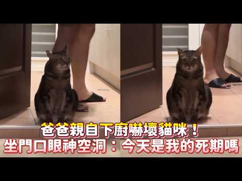 【0信任】爸爸親自下廚嚇壞貓咪！坐門口眼神空洞：今天是我的死期嗎