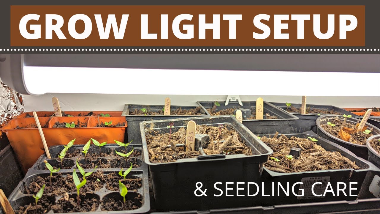Grow light setup for seedlings YouTube