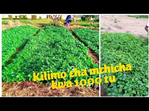 Video: Jinsi ya Kupanda Mchicha – Jifunze Kuhusu Kupanda Mchicha Bustani