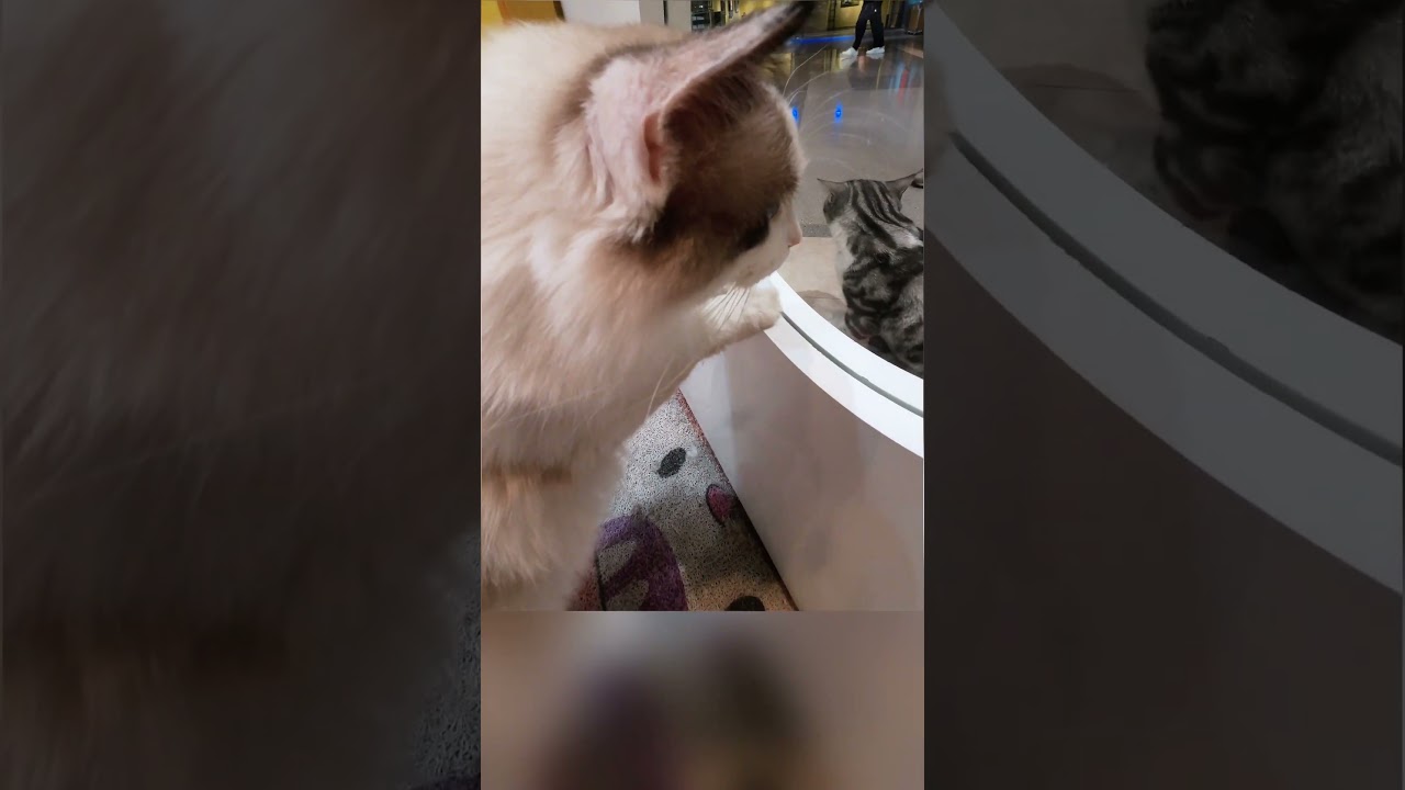 Yearning Whiskers: Love Across the Window